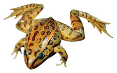 GRASSFROG PLAIN 5IN+ VAC PK/10