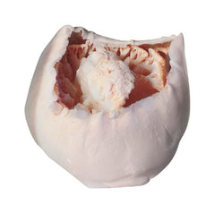 JELLYFISH STOMOLOPHUS PK/10