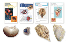 SHEEP ORGAN SET SET/4