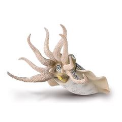 Common Cuttlefish (3 Years +)