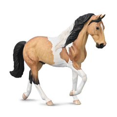 Tennessee Walking Horse Stallion - Buckskin Tobiano (3 Years +)