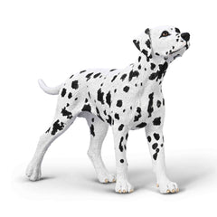 Dalmatian (3 Years +)