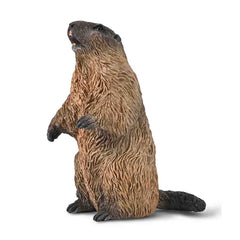 Marmot (3 Years +)