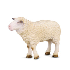 Sheep (3 Years +)