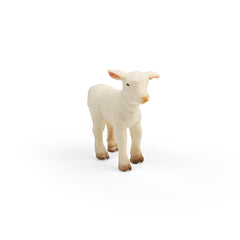Lamb (3 Years +)