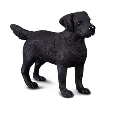 Labrador Retriever (3 Years +)