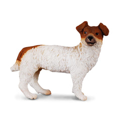 Jack Russell Terrier (3 Years +)