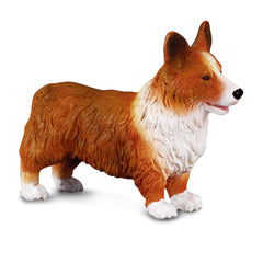 Welsh Corgi (3 Years +)