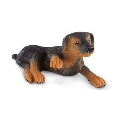 Doberman Pinscher Puppy (3 Years +)