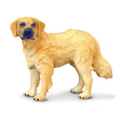 Golden Retriever (3 Years +)