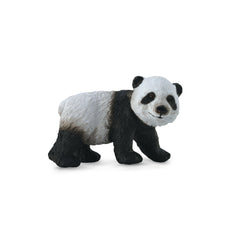 Giant Panda Cub Standing (3 Years +)