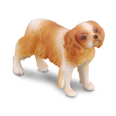 Cavalier King Charles Spaniel (3 Years +)