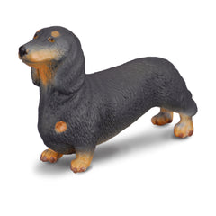 Dachshund (3 Years +)