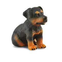 Rottweiler Puppy (3 Years +)