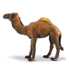 Dromedary Camel (3 Years +)
