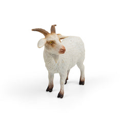 Billy Goat (3 Years +)
