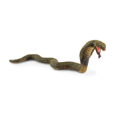 King Cobra (3 Years +)