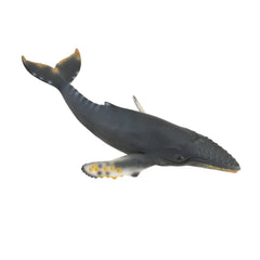 Humpback Whale (3 Years +)