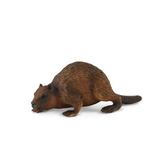 Beaver (3 Years +)