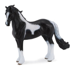 Barock Pinto Stallion (3 Years +)
