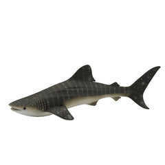 Whale Shark (3 Years +)