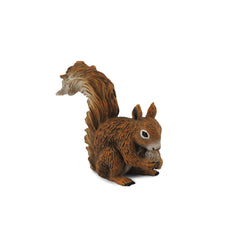 Red Squirrel Eating (3 Years +)