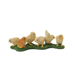 Chicks (3 Years +)