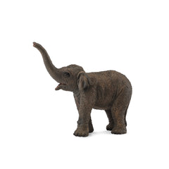 Asian Elephant Calf (3 Years +)