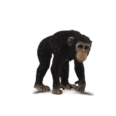 Chimpanzee Female (3 Years +)