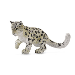 Snow Leopard Cub Playing (3 Years +)