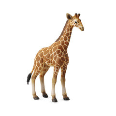 Reticulated Giraffe Calf (3 Years +)