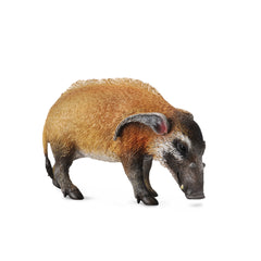 Red River Hog (3 Years +)