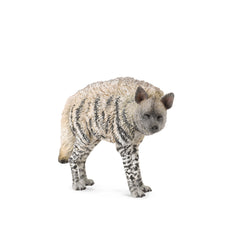 Striped Hyena (3 Years +)