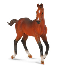Quarter Horse Foal Bay (3 Years +)