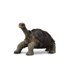 Pinta Island Tortoise In Memory Of Lonesome George (3 Years +)