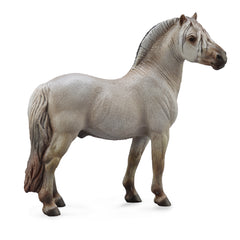 Fjord Stallion Grey (3 Years +)