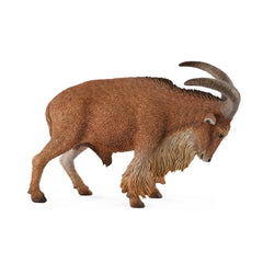 Barbary Sheep (3 Years +)
