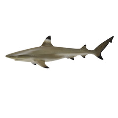 Blacktip Reef Shark (3 Years +)