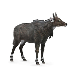 Nilgai (3 Years +)