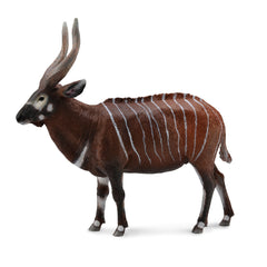 Bongo Antelope (3 Years +)