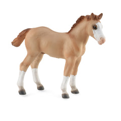 Quarter Foal - Red Dun (3 Years +)