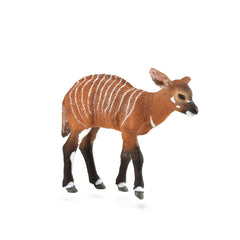 Bongo Calf (3 Years +)