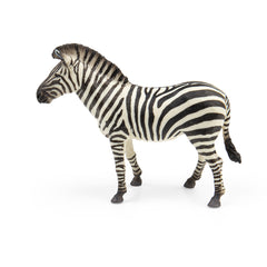 Common Zebra (3 Years +)