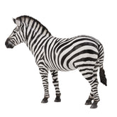 Common Zebra (3 Years +)