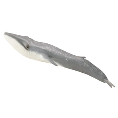 Blue Whale (3 Years +)