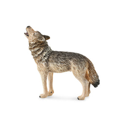 Timber Wolf Howling (3 Years +)