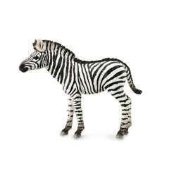 Zebra Foal (3 Years +)
