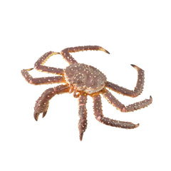 King Crab (3 Years +)