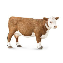 Hereford Cow (3 Years +)