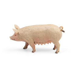 Sow (3 Years +)